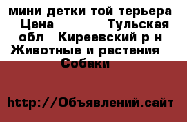 мини детки той-терьера › Цена ­ 5 000 - Тульская обл., Киреевский р-н Животные и растения » Собаки   